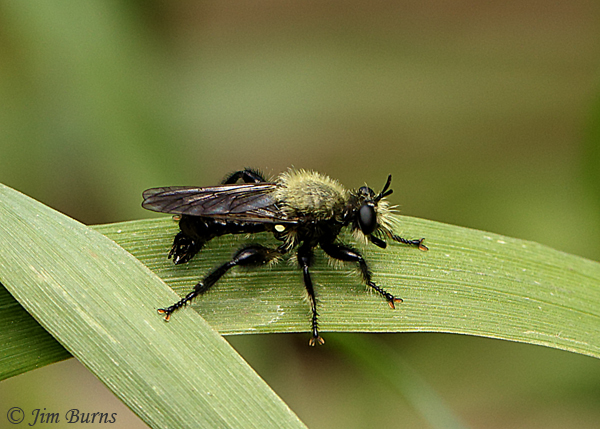 Laphria flavicollis, Virginia