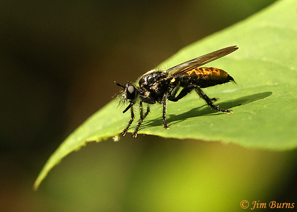 Laphria sericea, Virginia