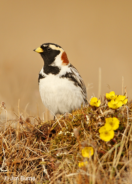 Lapland Longspur and Alaska Poppies
