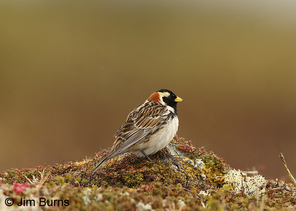 Lapland Longspur male on tundra mound