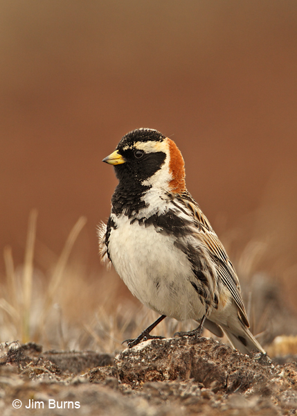 Lapland Longspur male on tundra