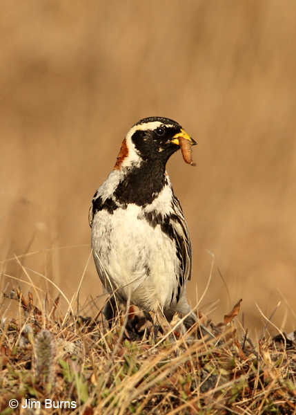 Lapland Longspur male with worm