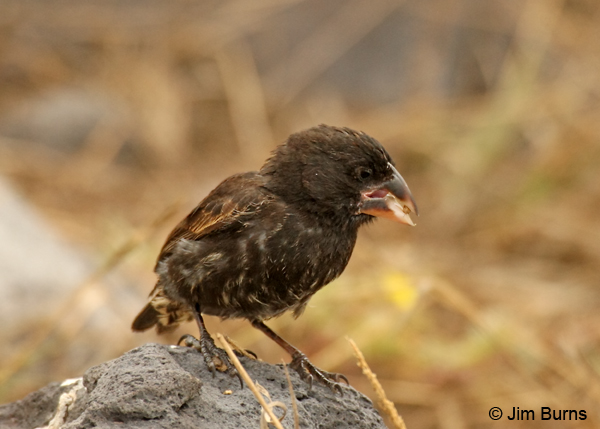 Large Cactus-Finch rolling seed in bill