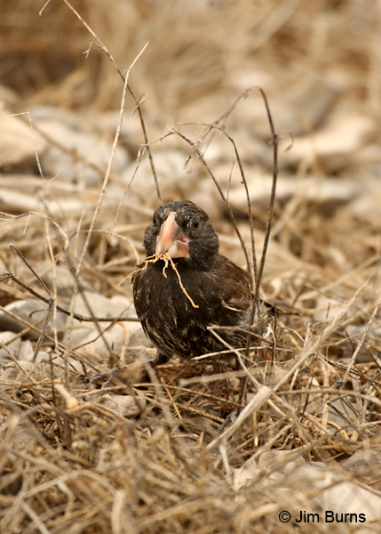 Large Cactus-Finch shucking seeds from grass