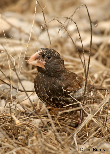 Large Cactus-Finch