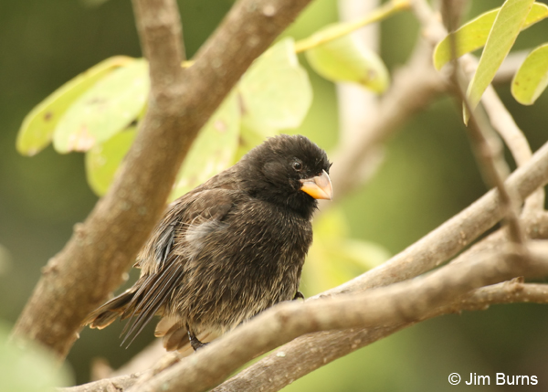 Large Ground-Finch male preening after bathing