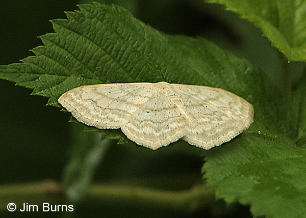 Large Lace-border Moth, enudeata form, Pennsylvania