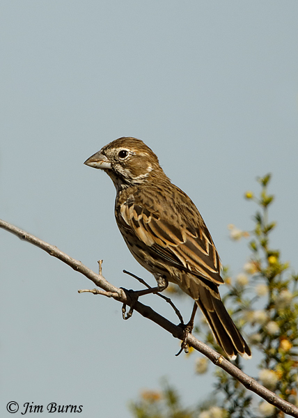 Lark Bunting, April in Arizona--1243