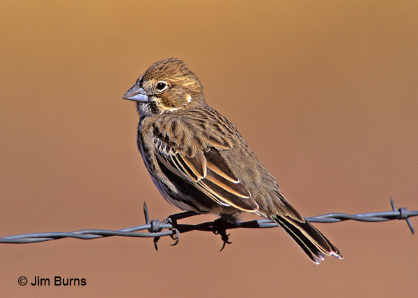 Lark Bunting, December in Arizona