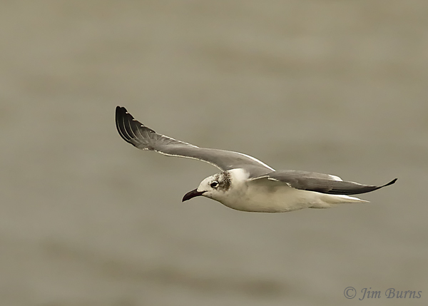 Laughing Gull adult winter in flight #2--7506