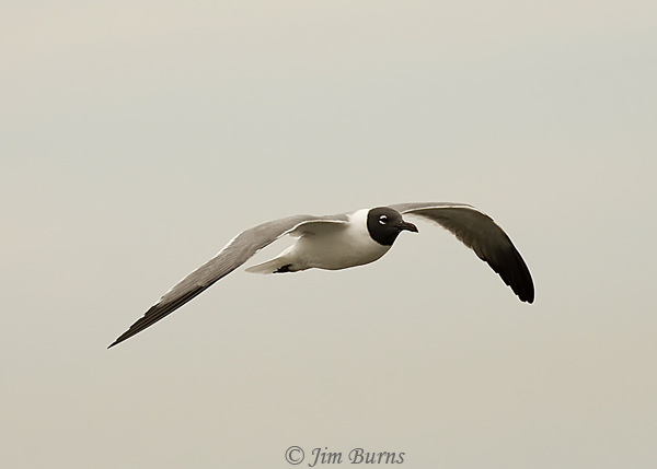 Laughing Gull adult winter in flight--7694