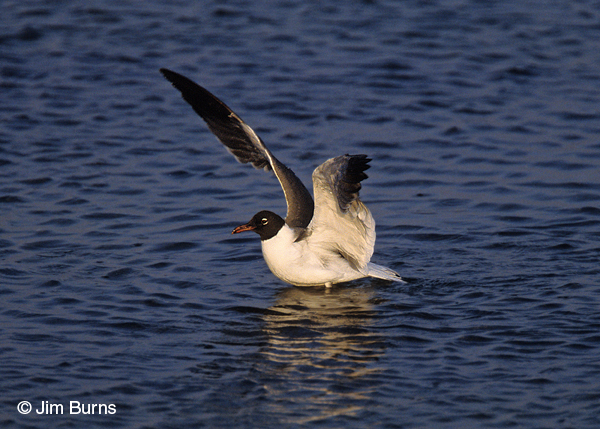 Laughing Gull adult breeding bathing
