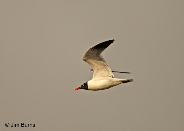 Laughing Gull in flight sunrise