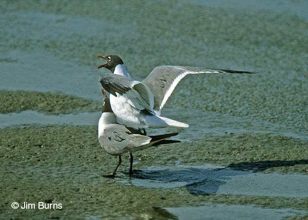Laughing Gulls copulating