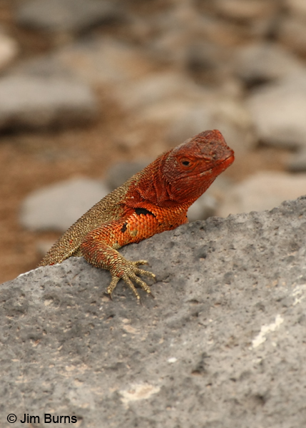 Lava Lizard female