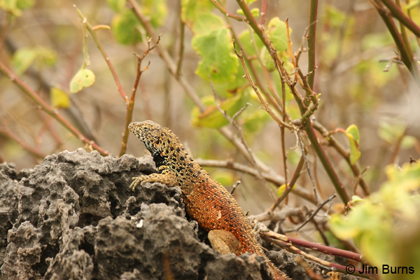 Lava Lizard male