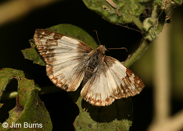 Laviana White-Skipper female, Texas