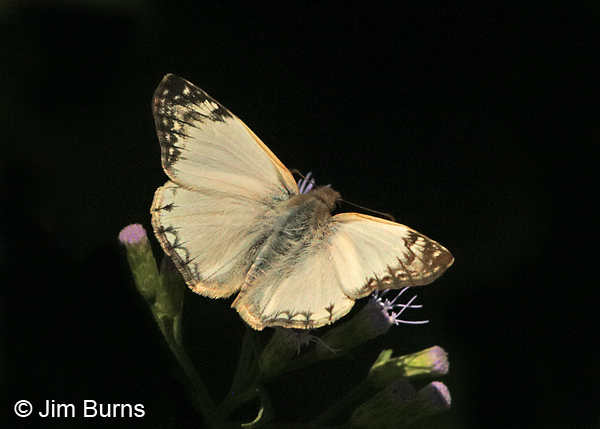 Laviana White-Skipper male, Texas