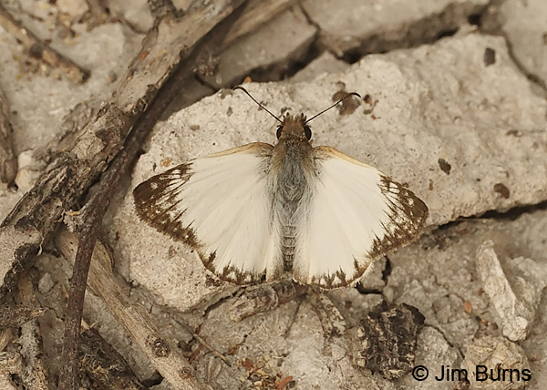 Laviana White-Skipper male on ground, Texas