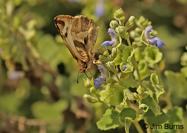 Laviana White-Skipper underwing, Texas