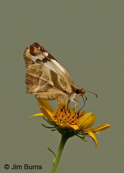Laviana White-Skipper underwing on Goldeneye Daisy, Texas