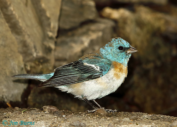 Lazuli Bunting immature male--5847