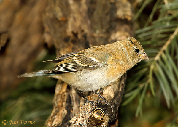 Lazuli Bunting juvenile--6064