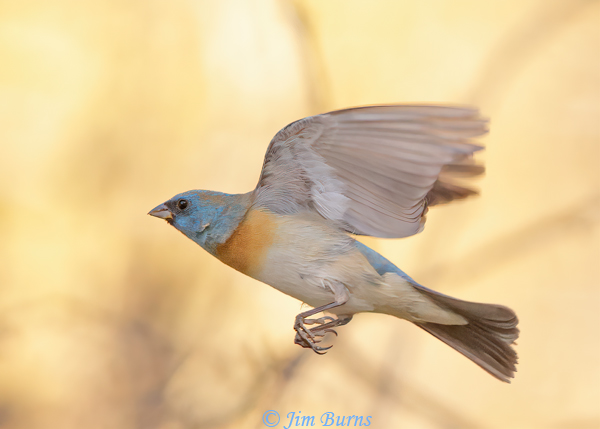 Lazuli Bunting male upstroke--0526