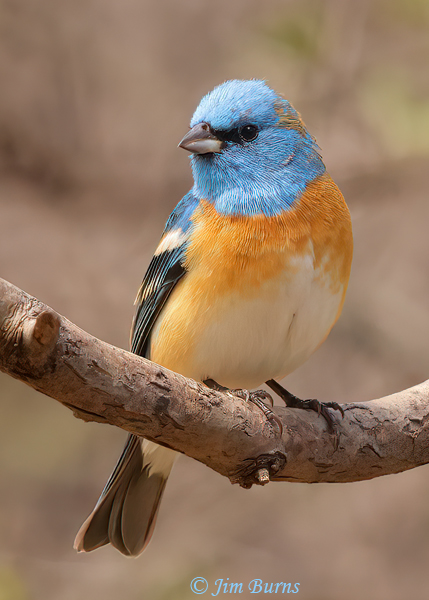 Lazuli Bunting male non-breeding plumage--0699