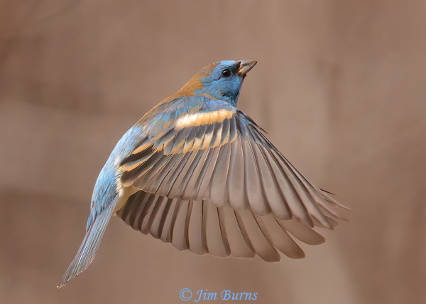 Lazuli Bunting male downstroke--0721
