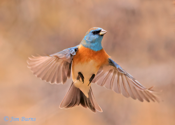 Lazuli Bunting male, ventral view--0741