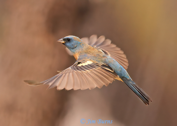 Lazuli Bunting male in flight, dorsal view --0744