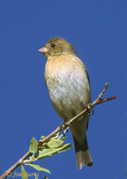 Lazuli Bunting female--1000