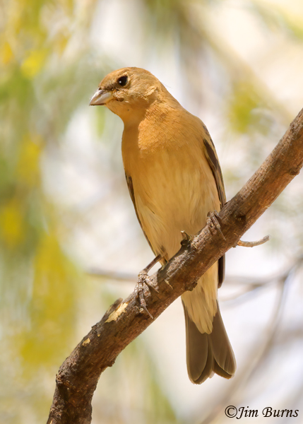 Lazuli Bunting, female in formative plumage--1867