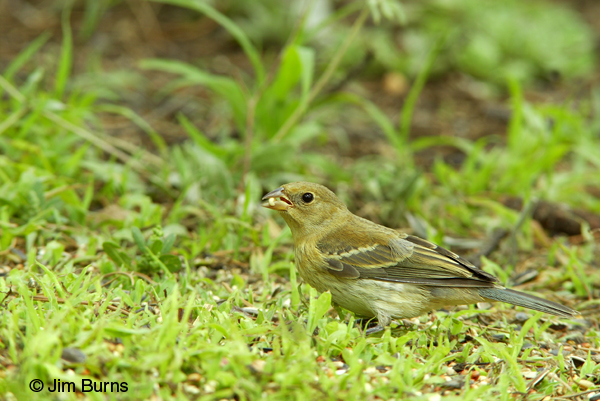 Lazuli Bunting juvenile showing wingbars and blue tail base