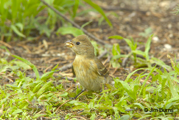 Lazuli Bunting juvenile showing breast streaking