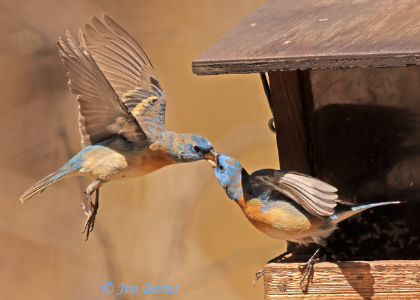 Lazuli Buntings, feeder wars--0666