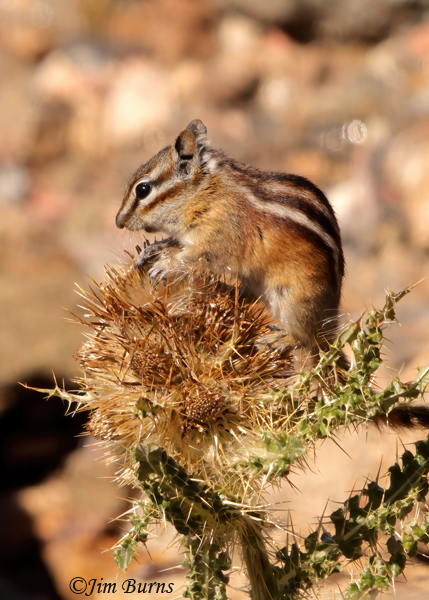 Least Chipmunk on thistle--0826