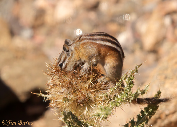 Least Chipmunk exploring thistle--0842