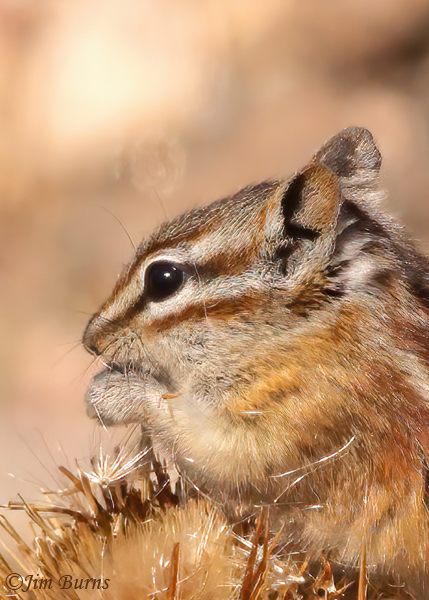 Least Chipmunk close-up--0869--2