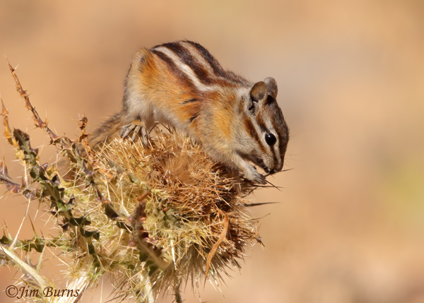 Least Chipmunk--0900