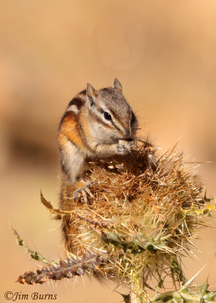 Least Chipmunk feeding on thistle--0926