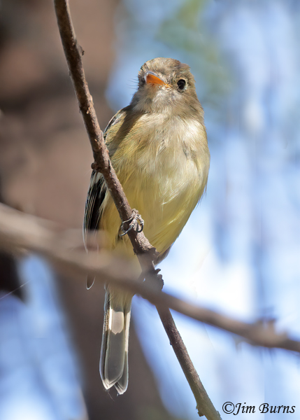Least Flycatcher--5457