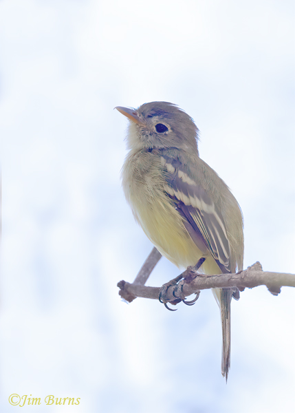 Least Flycatcher, September in Arizona--5473