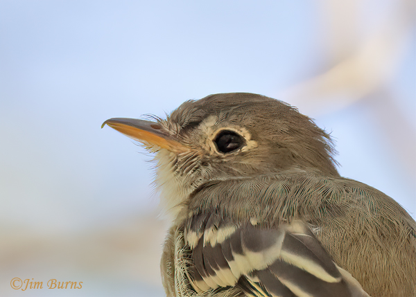 Least Flycatcher eyering and lower mandible--5489