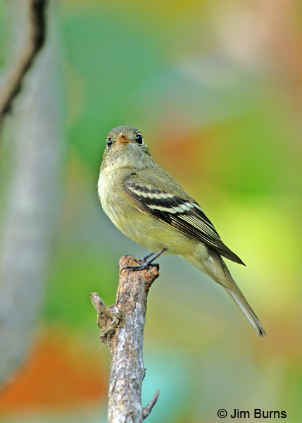 Least Flycatcher lower mandible