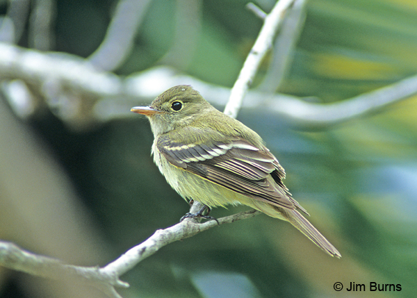 Least Flycatcher short primaries
