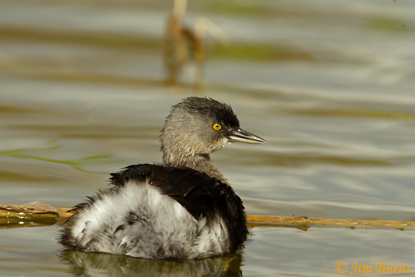 Least Grebe winter plumage warming up with solar--2452