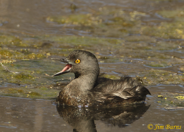 Least Grebe calling--2532