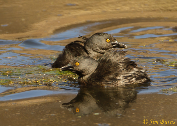 Least Grebe pair--2540
